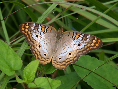 [Top down view as the butterfly rests on leaves on the ground with its head toward the top of the image. The outer edges of the wings are several rows of brown and orange wavy stripes. The inner part is nearly all white. It has three brown dots on each side and some small wavy squiggles of brown further in. The brown spots are ringed by yellow-orange and appear nearly flourescent. The upper part of the body is a greenish brown while the lower part has more white than brown. While the antenna are brown, the tips are yellow-orange.]